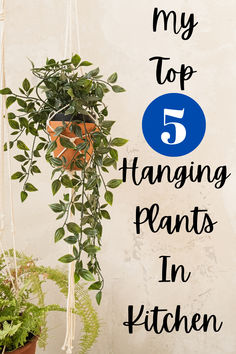 the top five hanging plants in kitchen are shown with text overlaying it that reads, my top 5 hanging plants in kitchen