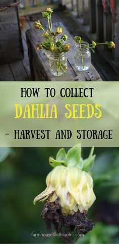 two pictures of dahlia seed pods Growing Cut Flowers, Saving Seeds, Garden Flowers Perennials, Flower Farming, Faeries Gardens