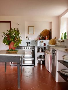 a potted plant sitting on top of a counter in a kitchen next to an oven