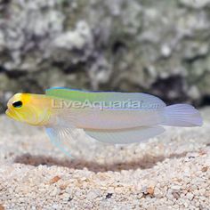 a small yellow and green fish in the sand