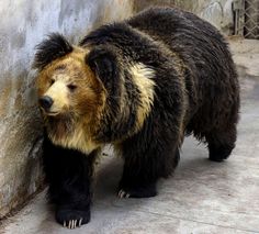 a brown and black bear standing next to a stone wall with it's head on the ground