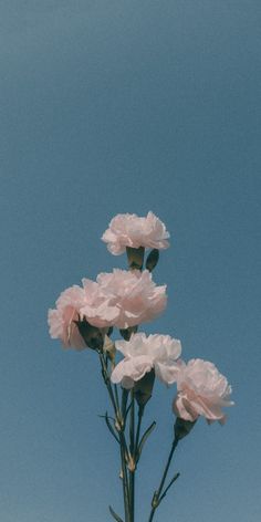 some pink flowers are in a vase against the blue sky and there is no image to describe