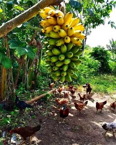 a bunch of bananas hanging from a tree next to chickens and trees in the background