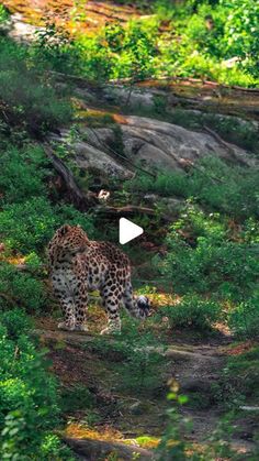 a leopard is walking through the grass and trees