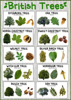 an image of british trees that are labeled in different colors and sizes, including green leaves