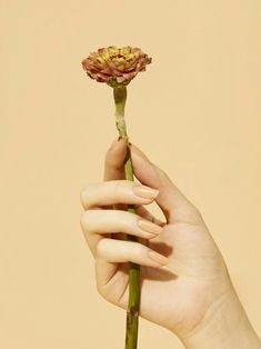 a person holding a flower in their hand