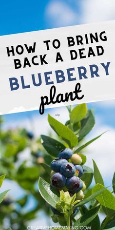 blueberry plant with the words how to bring back a dead blueberry plant