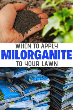 a person holding soil in their hand with the words when to apply miloranite to your lawn