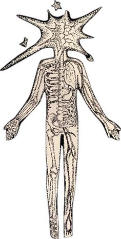 the human body is shown in this diagram, with all its organs exposed and muscles visible