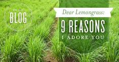 three rows of green grass with the words dear lemongrass, 9 reasons i adore you