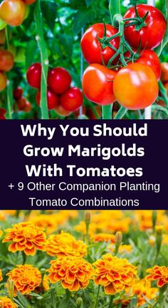 many different types of tomatoes and other plants with the title why you should grow marginals with