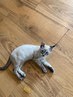 a cat laying on the floor next to a toothbrush