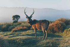 a deer standing on top of a grass covered hillside