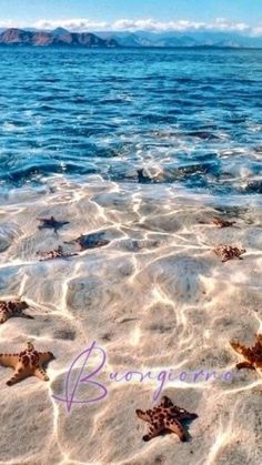 starfish in shallow water on the beach