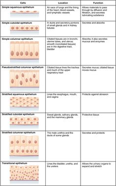 an image of different types of skin and their functions in the human body, with text below