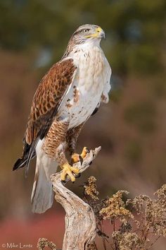 a brown and white bird sitting on top of a tree branch