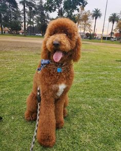 a brown dog sitting on top of a lush green field