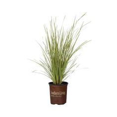 a potted plant with long green grass growing out of it's bottom half