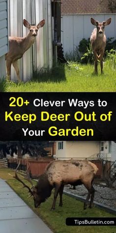 two deers standing in the grass with text overlay saying 20 clever ways to keep deer out of your garden