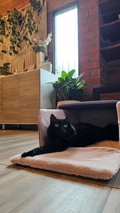 a black cat laying on top of a dog bed