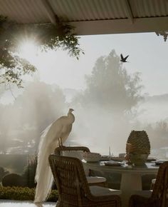 a white peacock sitting on top of a table next to a bird flying over it