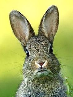 a rabbit is sitting in the grass and looking at something with his eyes wide open