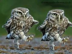 two owls standing next to each other on the ground