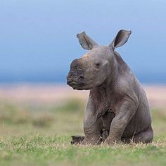 a baby elephant sitting on top of a lush green field