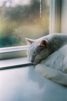 a white cat sleeping on top of a window sill