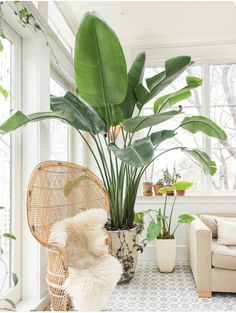 a large plant in a wicker basket next to a white couch and windowsill