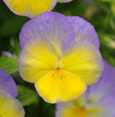 purple and yellow flowers with green leaves in the background