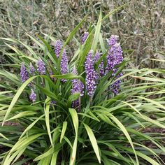 some purple flowers are growing in the grass