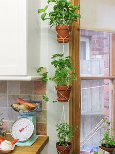 several potted plants are hanging from a kitchen window sill, with a scale in the foreground