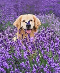 a golden retriever dog with a butterfly on its nose in a field of lavender flowers