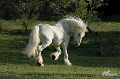 a white horse is galloping through the grass