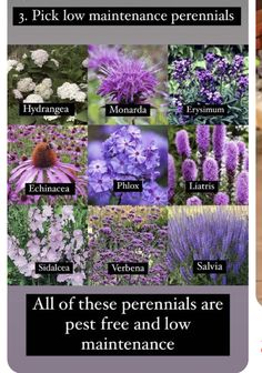 an image of flowers and plants with the words all of these perennials are pest free and low maintenance