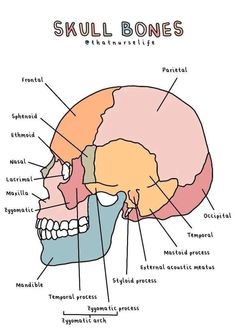 the skull bones are labeled in several different colors and sizes, including red, yellow, blue