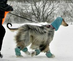 a dog walking in the snow wearing boots and a knitted hat on it's head