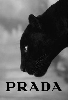 a black cat with the word prada in front of it's face and head