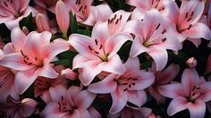 pink lilies are blooming in the garden