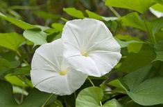 Moon Flower, Morning Glory, White Flowers, Vines, Seeds, Fragrance, Moon, Flowers, Green