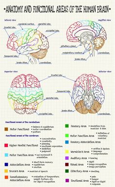 the human brain and its functions