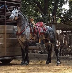 a horse is standing in front of a trailer