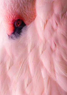 a close up view of a pink bird's eye with feathers all over it