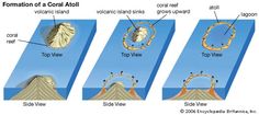 the formation of a coral at all is shown in three different stages, including top view and bottom view