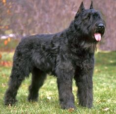 a black dog standing on top of a lush green field