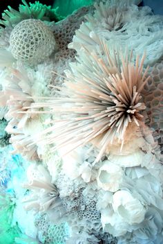 an arrangement of corals and other marine life