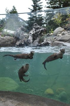 three otters swimming in the water near rocks