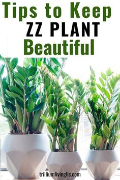 three potted plants with the words tips to keep zz plant beautiful