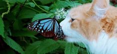 an orange and white cat sniffing a butterfly